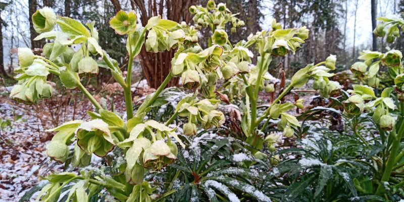 Helleborus foeditus